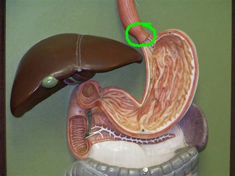 Lab Exam Digestive System Organs Flashcards Quizlet