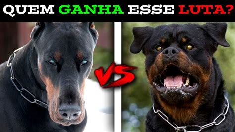 Doberman Vs Rottweiler Fight Qual é O Mais Forte Youtube