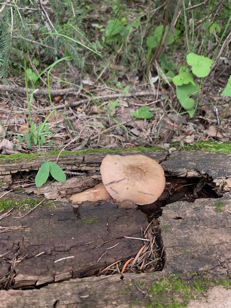 Northern Arizona Mushrooms Rmycology