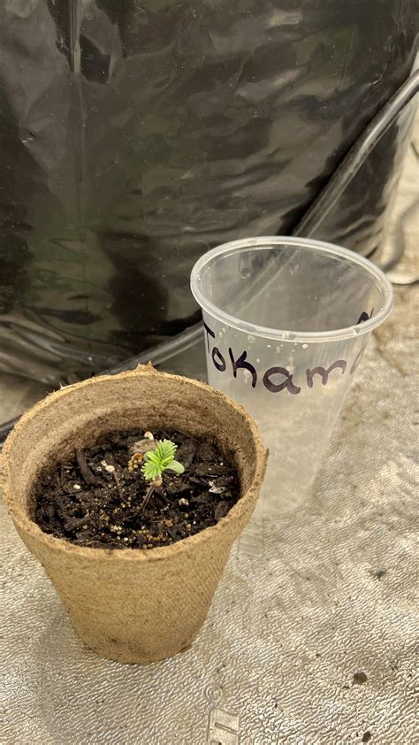 Tokamak Nuka Seeds Photos Growdiaries