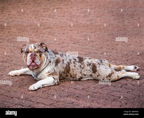 How To Make A Merle English Bulldog