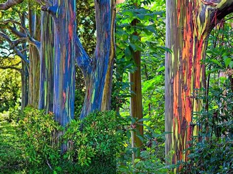 The Colors On These Rainbow Eucalyptus Trees Rbeamazed