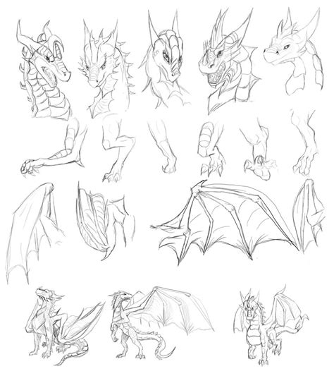 Dragon Anatomy Drawing at GetDrawings | Free download