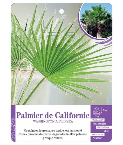 WASHINGTONIA FILIFERA Voir Palmier De Californie