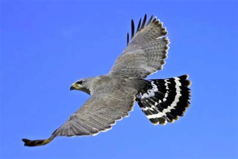 Gray Hawk Krebs Creek