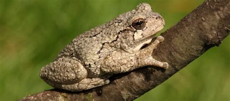 Gray Tree Frog Calls and Sounds (w/ audio examples) - Bird Watching HQ