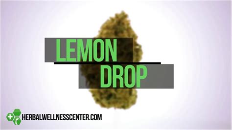 Lemon Drop Strain Review Youtube