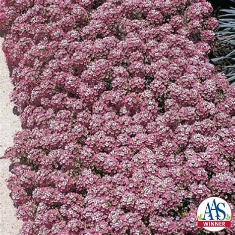 Alyssum Rosie ODay All America Selections