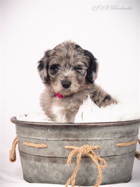 Bordoodle Puppies For Sale | Border Collie Poodle Puppies | Blue Merle | Poodle puppy, Poodle