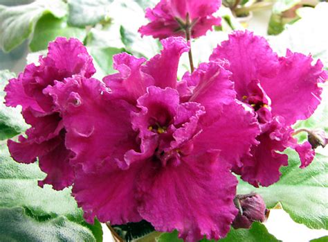 Фиалка Alamo Frills