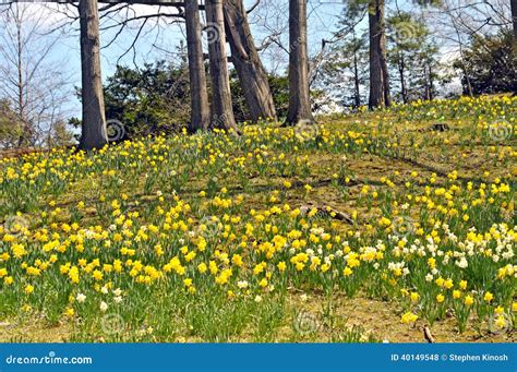 Daffodil Hill Stock Photo Image Of Leaves Ohio Warmth 40149548