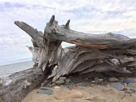 Premium Photo Driftwood At Beach Against Sky