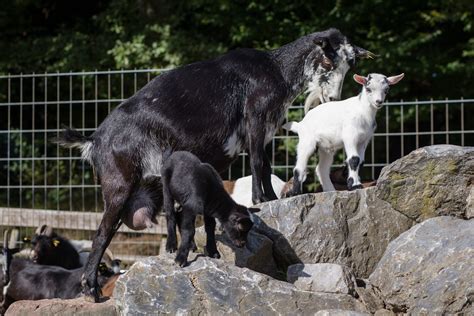 Wildpark Freut Sich Ber Nachwuchs Bei Ziegen Und Schafen