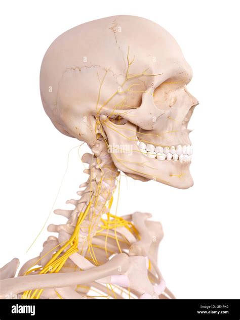 Human neck nerves, illustration Stock Photo - Alamy