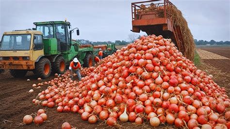 Tecnolog A Moderna De Cultivo De Cebollas C Mo Se Procesan Toneladas