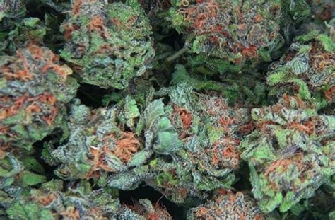 The Best Strains for Anxiety - The Social Weed