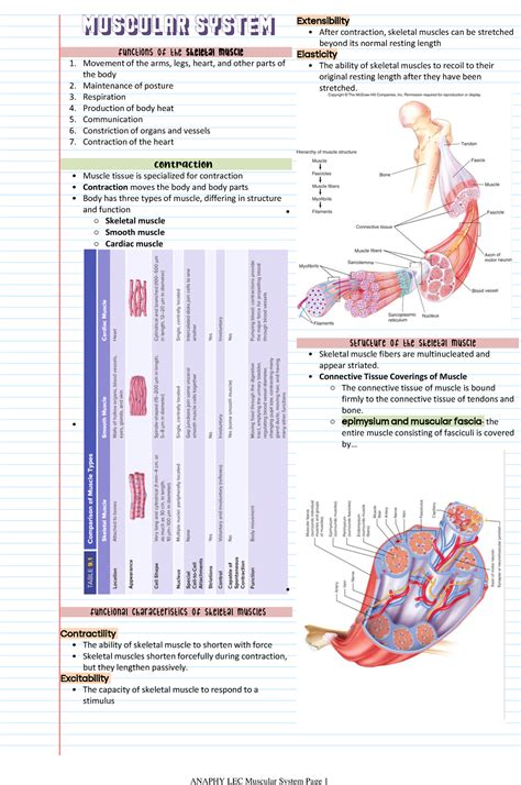 Anaphy Lec Muscular System Muscular System Functions Of The Skeletal