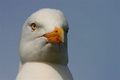 Bird Ornithology Seagull - Free photo on Pixabay