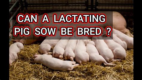 Can A Lactating Pig Sow Be Bred Pigs Pigindustry Pigraising Youtube