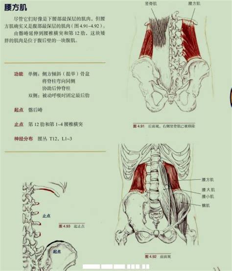 腰方肌起止点及功能图 腰大肌起止点及能图 腰方肌位置图 大山谷图库