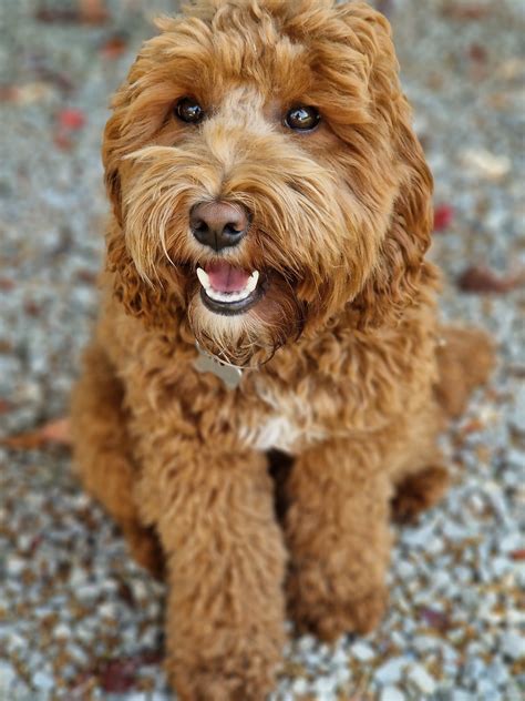 Onze Honden Original Australian Labradoodles