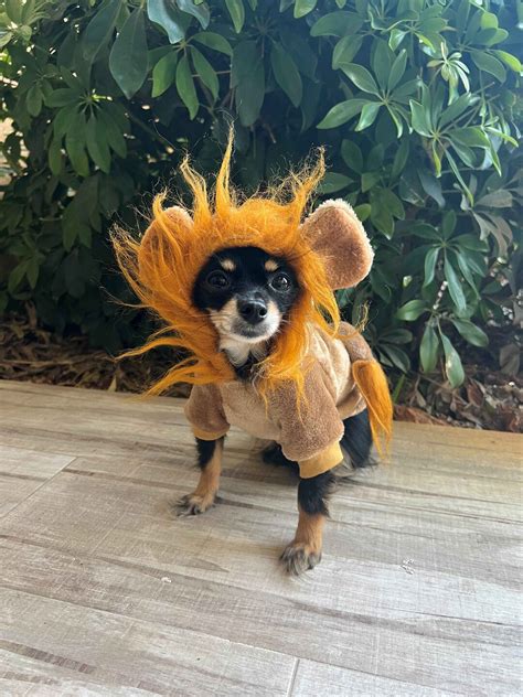 Dog Lion Costume Dog and Cat Costume Halloween Costume Dog - Etsy