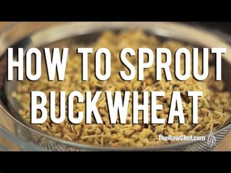 How to Sprout Buckwheat | Buckwheat for your health