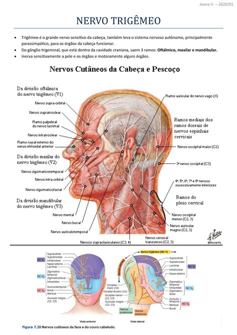 Nervo Trig Mio E Nervo Facial Nervo Trig Meo Trig Meo O Grande