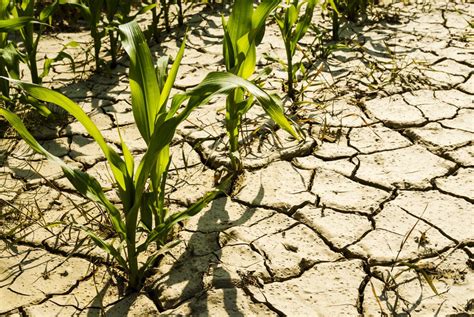 Agriculture Au Maroc Entre Le Marteau De La Modernisation Agricole Et