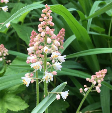 Pagoden Bau Und Blümchen Sex Meine Kleine Wiese