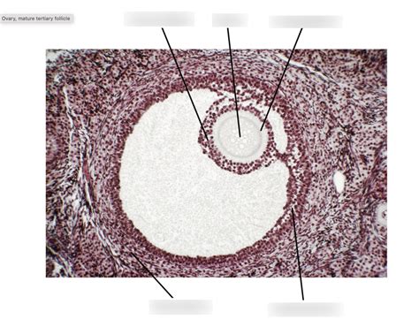 female reproductive system histology Diagram | Quizlet