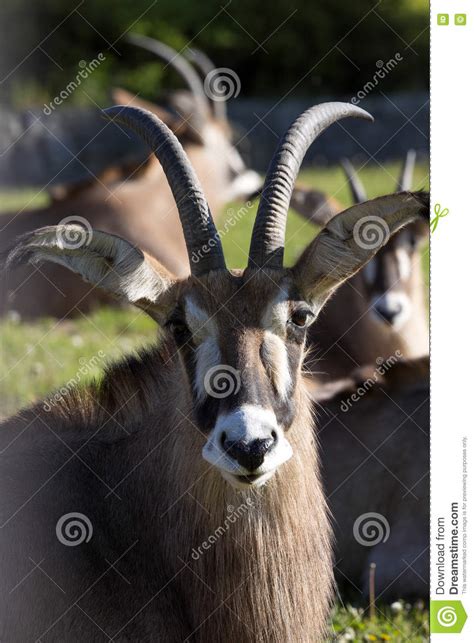 Portrait Roan Antelope Hippotragus Equinus Stock Image Image Of