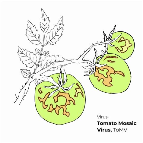 What Are Symptoms Of Tomato Mosaic Virus How To Control Tomv