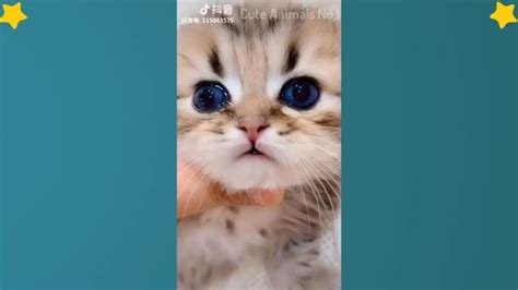 Tiktok Cat Tik Tok Funny Cat Cute Cat Videos Compilation 2019 😻