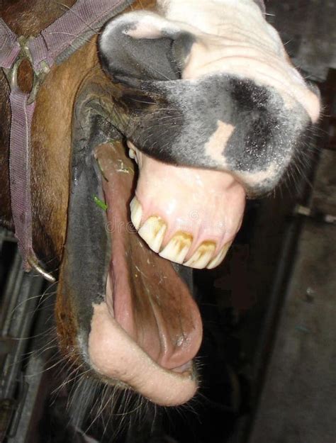 Ugly Horse Teeth