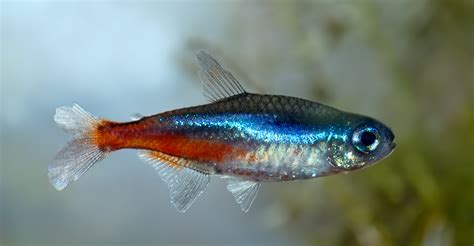 Neontetra