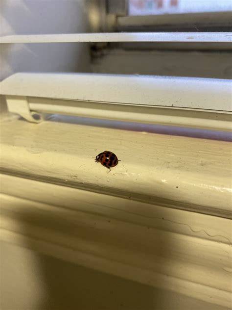 Asian Lady Beetle From Samford University Homewood AL US On January