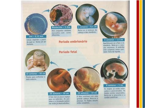 Fecundação Desenvolvimento Embrionário E Parto Ppt