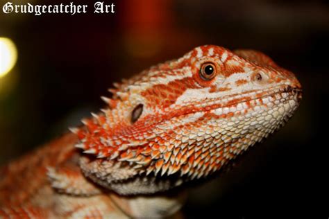 Bearded Dragon - Sandfire by GrudgecatcherArt on DeviantArt