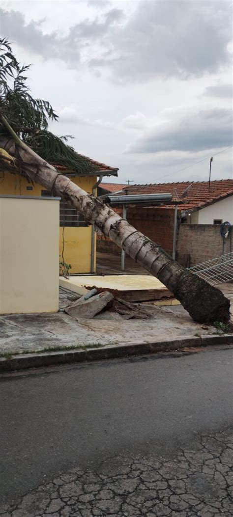 Vendaval E Chuva Forte Derrubam Diversas árvores E Galhos Nas áreas