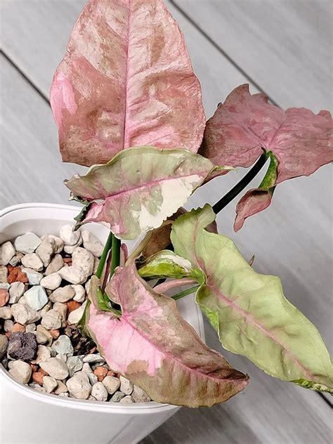 Syngonium Pink Spot Marble Double Variegata • Cena Opinie • Rośliny