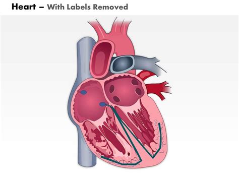 0514 Heart Anatomy Medical Images For PowerPoint | Presentation ...