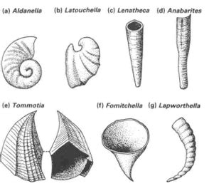 Paleontology Test Flashcards Quizlet