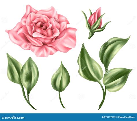 Set Of Pastel Pink Rose Bud And Green Leaves In Watercolor Style