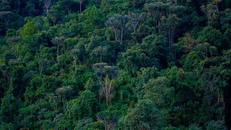 Interview Le génie des arbres