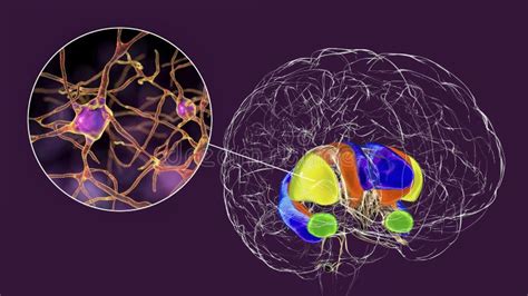 Brain Dorsal Striatum Anatomy, 3D Illustration Stock Illustration ...