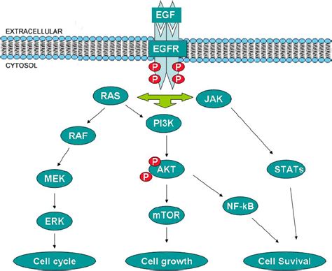 The Role Of Cyclooxygenase Epidermal Growth Factor Receptor And