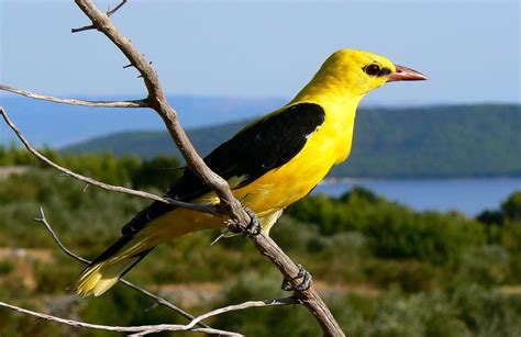 Golden Bird Golden Oriole Oriolus Oriolus Mediterranean Gardens