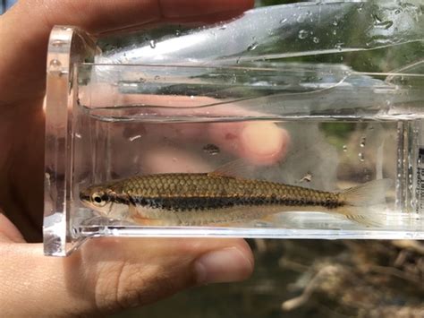 Ozark Minnow Notropis Nubilus INaturalist