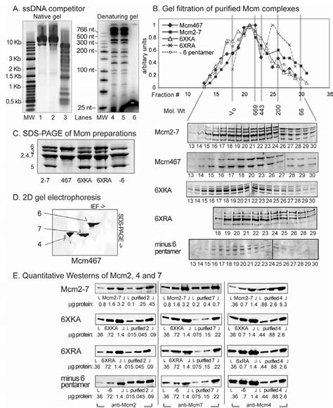 Characterization Of Single Stranded M13 Substrates And Representative Download Scientific